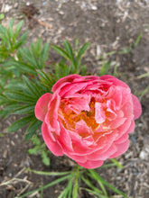 Load image into Gallery viewer, Adopt a Peony Program