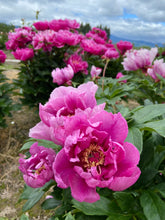 Load image into Gallery viewer, Adopt a Peony Program