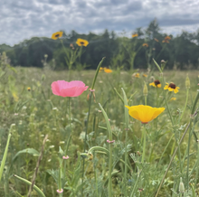 Load image into Gallery viewer, Bee Friendly Meadow Mix seeds
