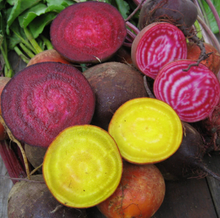Load image into Gallery viewer, Brilliant Beet Blend seeds
