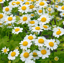 Load image into Gallery viewer, Feverfew seeds
