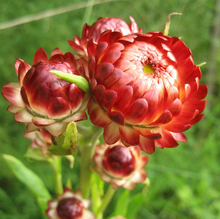 Load image into Gallery viewer, Strawflower seeds
